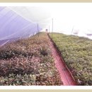 안이하우스 이미지