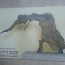 조록나무 뿌리 형상물 이미지