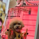 더독동물병원 이미지