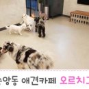 오르치그로치 이미지