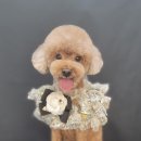 개성있냥 이미지