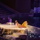 제주 아쿠아 플라넷 오션아레나 공연시간, 후기