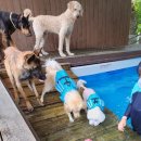 두리멍쉴 애견유치원 이미지