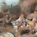 굿모닝펜션민박 이미지