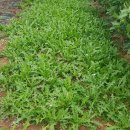 흰민들레농장 이미지