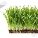 옛날보리집 이미지