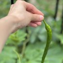 김가네 고덕강일점 이미지