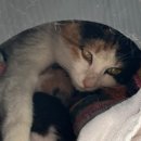 백록동물병원 이미지