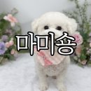 창원 반려동물 미용실 &#39;마미숑&#39; 비숑 미용 내돈내산 후기