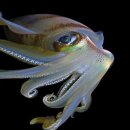 Cuttle fish 이미지