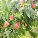 주도리 농장 이미지