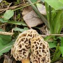 모렐(Morel)이 뭐래? 이미지