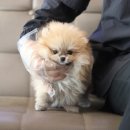 강아지고양이 미유펫 청주점 이미지