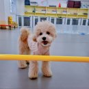 댕댕큘럼 이미지