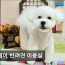 뉴데이 반려견 미용실 | {인천, 애견미용실, 추천!) 뉴데이 반려견 미용실 인천 뉴데이 반려견 미용실, 맞춤 케어