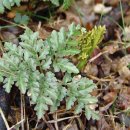고사리삼(Botrychium ternatum Swartz.)[꽃고사리]의 효능 이미지