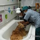 Pet salon 이미지