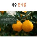 ◀ 서귀포 ▶"가격할인" 한라봉 / 천혜향 - 산지직송 무료배송 이미지
