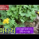 금마타리_고산 바위 겉에 사는 한국 특산식물 이미지