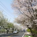 가도 가도 끝이 안보여, 한국에서 가장 긴 벚꽃 길 이미지