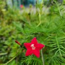 가을을 품은 민화 이미지