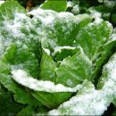 산천초목 이미지