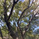 수덕고개식당 이미지