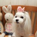 몽퍼피 이미지