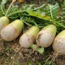 참조은농장 이미지