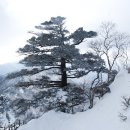 오동 이미지