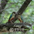 팔색조