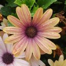 두꺼비로70번길(3-249) | 강현의 고대(128) 임나일본부설의 허구(18) 현종천황기의 임나(3)