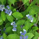 토함산 자연휴양림 이미지