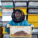 지리산 산청에서 2대째 양봉하고 있는 믿을 수 있는 꿀입니다. 이미지
