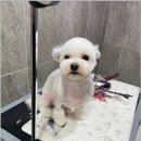 댕스살롱 | 부산 사하구 장림역 애견호텔 대형견 미용 댕스살롱 솔직후기