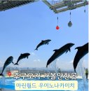 후쿠오카 아이와 가볼만한곳 마린월드 우미노나카미치 돌고래쇼 후기 버스이동 꿀팁