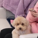 땡글이네 이미지