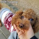 이쁘개 건강하개 이미지