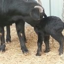 구정염소농장 이미지