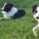 완도약산흑염소 이미지