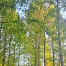 금강수목원(아) 이미지