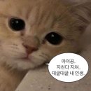 슈퍼핑