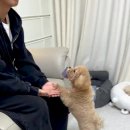 토리 이미지