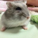 햄스터 교상 치료 과정, 동물병원 추천 - 창원 서울동물병원 후기