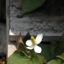 신천생태