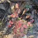 25년 11/1 Spruce Grove Camp 산행사진 이미지