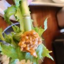 싱그러운청도로(봄) | [합정 맛집] 봄 향기 가득 제철 청도미나리와 삼겹살의 환상 조합, ‘청도미나리식당 합정점’ 방문기