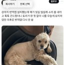 강아지 번역기를 두 번 다시 안 쓰게된 이유 이미지