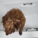 향이 | 강아지샴푸 레나독, 향이 오래가는 홈케어 후기