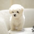 코튼빌리지 부산본점 이미지